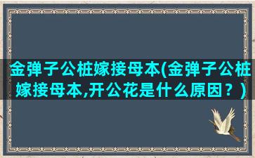 金弹子公桩嫁接母本(金弹子公桩嫁接母本,开公花是什么原因？)