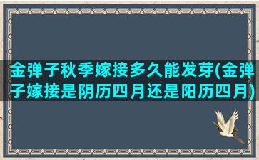 金弹子秋季嫁接多久能发芽(金弹子嫁接是阴历四月还是阳历四月)