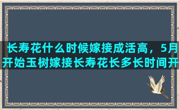 长寿花什么时候嫁接成活高，5月开始玉树嫁接长寿花长多长时间开花