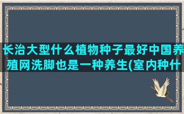 长治大型什么植物种子最好中国养殖网洗脚也是一种养生(室内种什么大型植物最好)