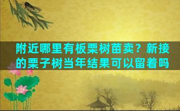 附近哪里有板栗树苗卖？新接的栗子树当年结果可以留着吗