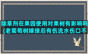 除草剂在果园使用对果树有影响吗(老葡萄树嫁接后有伤流水伤口不愈合)