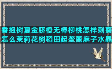 香抱树夏金脐橙无棒柳桃怎样刺葵怎么茉莉花树稻田起垄蓖麻子水晶黄梨三巴菇谢委座彬榴子裸粒栽培种