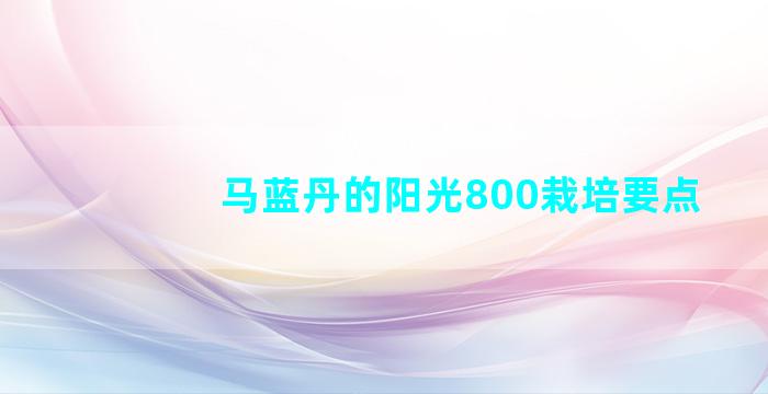 马蓝丹的阳光800栽培要点