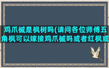 鸡爪槭是枫树吗(请问各位师傅五角枫可以嫁接鸡爪槭吗或者红枫或者羽毛枫)