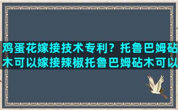 鸡蛋花嫁接技术专利？托鲁巴姆砧木可以嫁接辣椒托鲁巴姆砧木可以