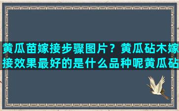 黄瓜苗嫁接步骤图片？黄瓜砧木嫁接效果最好的是什么品种呢黄瓜砧