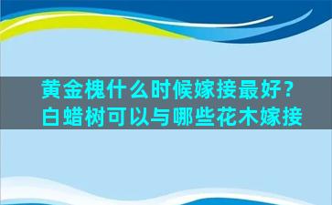 黄金槐什么时候嫁接最好？白蜡树可以与哪些花木嫁接