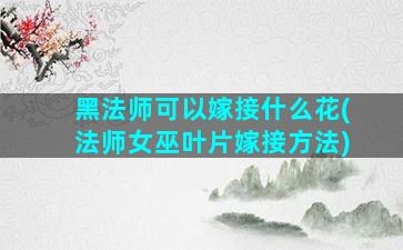 黑法师可以嫁接什么花(法师女巫叶片嫁接方法)