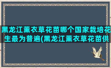 黑龙江薰衣草花苗哪个国家栽培花生最为普遍(黑龙江薰衣草花苗供应)