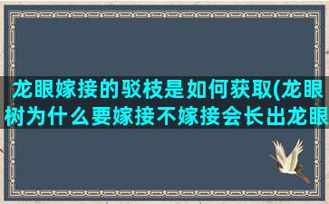 龙眼嫁接的驳枝是如何获取(龙眼树为什么要嫁接不嫁接会长出龙眼吗)